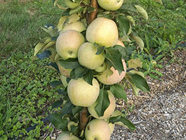 Koloninių obelų sodinimas